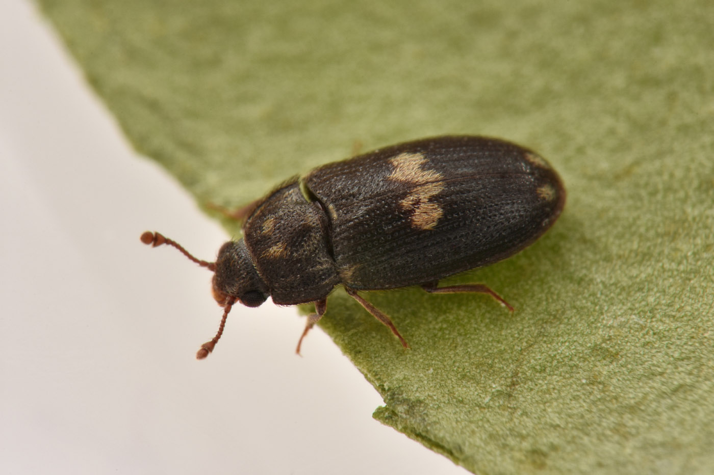 Biphyllidae: Biphyllus lunatus? S.
